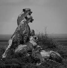 Thephotosociety On Instagram Photo Lucianocandisani Luciano Candisani Serengueti National Park Tanzania A Family Of Cheetahs Take Advantage Of A Term