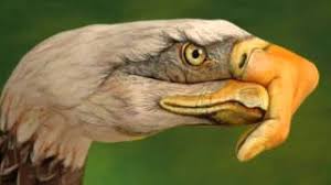 Check spelling or type a new query. Eagles Lying Eyes Hd Youtube