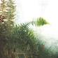 Painting Plants, with Plants: Plein Air