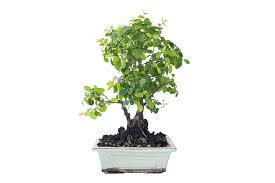 Training this brief explanation of basic care does not cover training. Sageretia Theezans Bonsai Bci