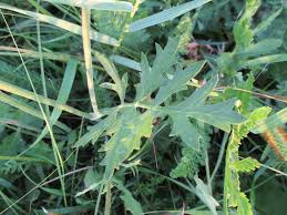 Image result for Pimpinella robynsii