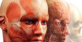 Grad designs completely online introductory anatomy class