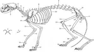 Ankle extensor tendon diagram 2 47 peak torque of flexor and extensor leg muscles during isokinetic. Cat Skeleton Diagram Flashcards Quizlet