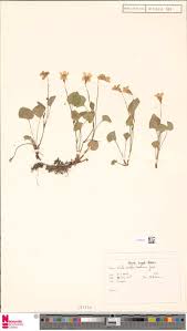 Image result for Rhabdophyllum welwitschii