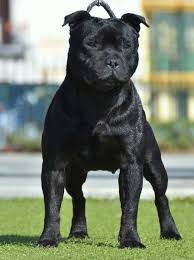 Epingle Sur Dogs 1