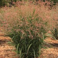 Image result for Panicum repentellum