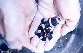 Shark And Stripes Four-inch Baby Shark Hatched In Zookeepers Hands Shark Saltwater Fish Tanks Baby Shark