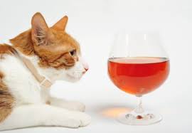 Does your feline friend need it? 11 Things Your Cat Should Never Eat The Catington Post