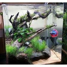 Scapestyle On Instagram Water Wabikusa Watertank Waterplants Tropica Twinstar Takashiamano Iwagumi Instafish Betta Aquarium Betta Fish Care Aquarium