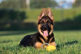 If you have gsd pet then you should know their behaviour from 2 to 4 weeks old you can notice a lot of behavior and growth changes on your newborn german shepherds pups. German Shepherd Ears The Complete Guide 2021 Canine Hq