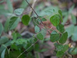 Image result for Hylodesmum repandum