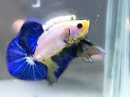 Live Betta Tropical Fish Fancy Marble Hmpk Male M Size Thailand Blue White Betta Fish Care Betta Tropical Fish