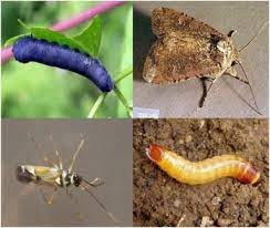 Also pollinate certain terrestrial owers and eat fruit. Insect Pest Image Detection And Recognition Based On Bio Inspired Methods Sciencedirect