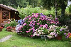 Maybe you would like to learn more about one of these? Die Farbe Von Hortensien Andern So Geht S