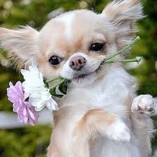 Maybe you would like to learn more about one of these? Chihuahuas Lovers Chihuahuasss12 Twitter
