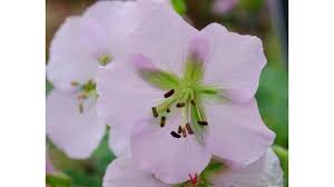 Image result for Geraniaceae