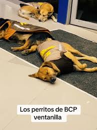 Banco BCP: Refugio para Perritos Callejeros en Ventanilla