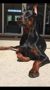 Check spelling or type a new query. Doberman Pinscher Puppies For Sale Port St Lucie Fl 308016