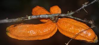 Image result for Polyceratocarpus