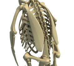 Penguin Skeleton In 2020 Skeleton Penguins 3d Model