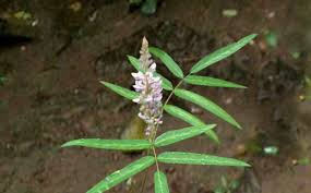 Image result for Uraria picta