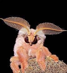 It's been compared to a fluffy dog, a pokemon character and a power rangers villain — but whatever it is, the venezuelan poodle moth has captured the internet like mothra in a bad japanese movie. Venezuelan Poodle Moth Album On Imgur