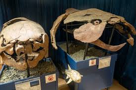 Image result for Brachythrix