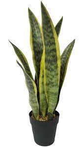 Canvas Artificial Indoor Sansevieria