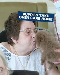 Making their day 100x brighter, one puppy at a time 🐶 🐕❤️🥰, -, (Via:  SWNS