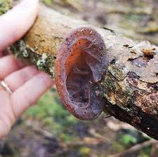 Maybe you would like to learn more about one of these? The Dead Man S Fingers Fungus Looks As Creepy As It Sounds And Here Are 6 Pics To Prove It Bored Panda