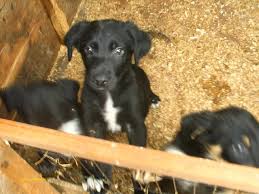 Maybe you would like to learn more about one of these? Australian Kelpie Breed Info And Care