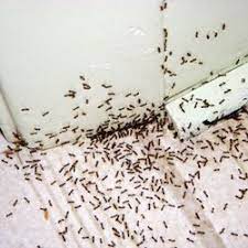 North las vegas, nv 89030. Cad Pest Control Pest Control Carson City Nv Phone Number