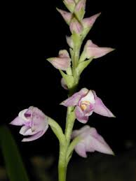 Image result for Polystachya valentina