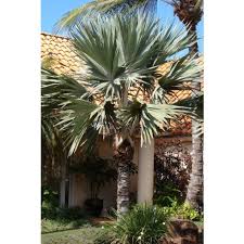 Image result for Latania loddigesii