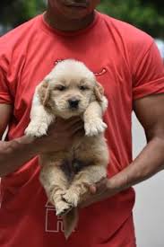 Find golden retriever in dogs & puppies for rehoming | 🐶 find dogs and puppies locally for sale or adoption in alberta : 40 Golden Retriever Puppy Ideas Golden Retriever Puppy Golden Retriever Baby Golden Retriever Photography