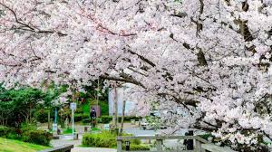 Pagesbusinessestravel & transporttravel companytravel agentarba travelvideosforecast bunga sakura di jepun. Banyak Lagi Lokasi Sakura Yang Masih Rahsia Di Jepun Kenapa Baru Tahu Gaya Hidup Cari Infonet