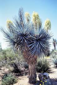 Image result for Agavaceae