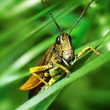 More images for how to keep grasshoppers out of garden » How To Get Rid Of Grasshoppers In Your Garden Homestead Acres