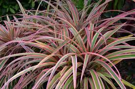Image result for Dracaena afromontana