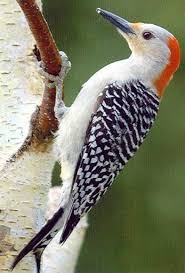 Birds And Blooms 2019 Photo Contest Winners Bird Photography Bird Photography Tips Birds Blooms Beautiful Birds Backyard Birds Bird