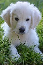 Depending on how reputable the pet store is and how well the puppy has been bred, the price can range anywhere from $500 to $1000. Super Cute Golden Retriever Puppy Dog Journal 150 Page Lined Notebook Diary Creations Cs 9781546479321 Amazon Com Books