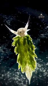 Image result for Selago cecilae