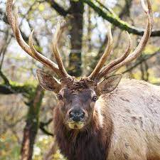 fuji safari 左右対称の角を持つワピチ male wapiti have symmetrical antlers 富士サファリパーク ワピチ 左右対称 シンメトリー 角 動物 fujisafaripark wapiti symmetrical bull elk animals deer