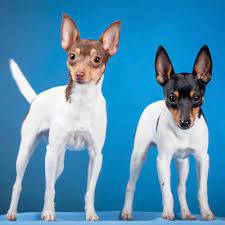 Check spelling or type a new query. Todas Las Razas De Perros Imagenes Caracteristicas Y Cuidados Toy Fox Terriers Fox Terrier Cheapest Dog Breeds