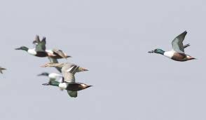 Duck And Waterfowl Identification Try A Free Quiz Bird