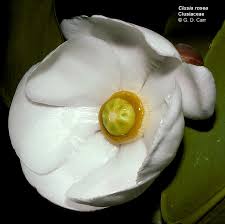 Image result for Clusiaceae