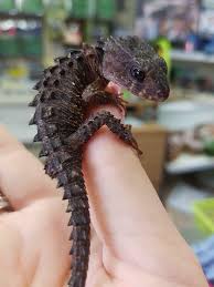 A Crocodile Skink Okay This Is What I Want For A Pet Cute Reptiles Cute Lizard Cute Animals