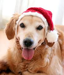 Huge collection, amazing choice, 100+ million high quality, affordable rf and rm images. Santa Hat For Dogs Dog Santa Hat Holiday Dog Hat Christmas Etsy