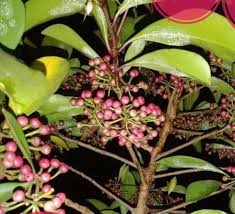 Image result for Ardisia staudtii