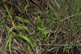 Image result for Brachycorythis